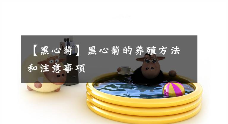 【黑心菊】黑心菊的养殖方法和注意事项