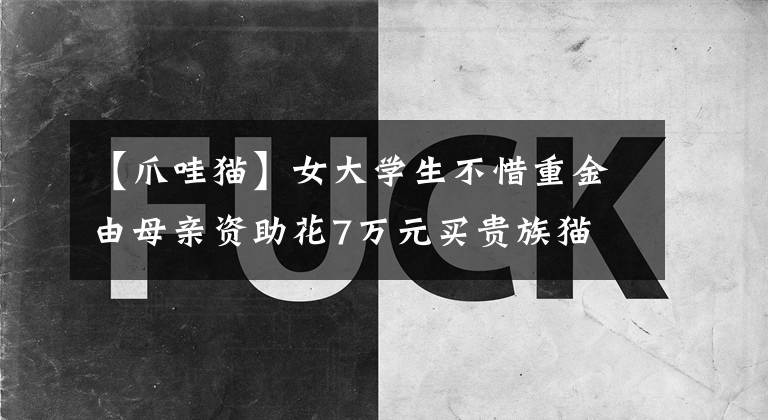【爪哇猫】女大学生不惜重金由母亲资助花7万元买贵族猫