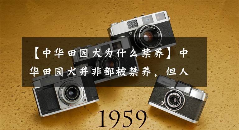 【中华田园犬为什么禁养】中华田园犬并非都被禁养，但人们饲养数量减少，离不开这四个原因