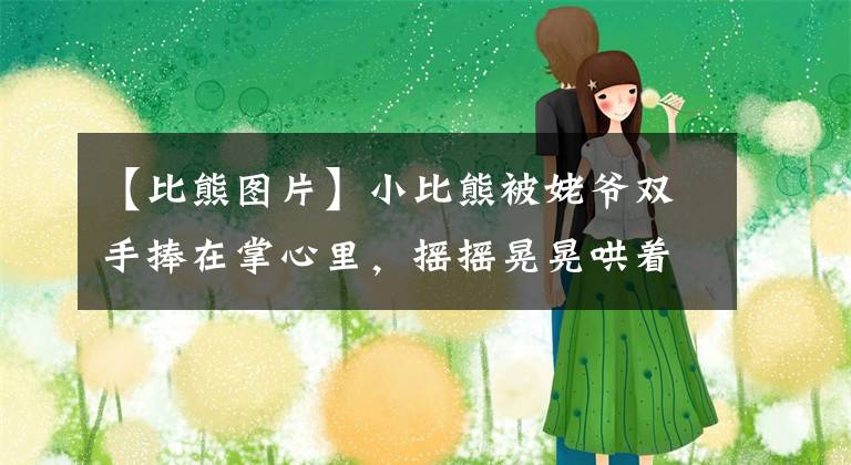 【比熊图片】小比熊被姥爷双手捧在掌心里，摇摇晃晃哄着睡，主人自叹不如！