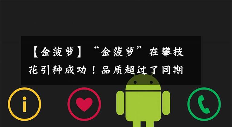 【金菠萝】“金菠萝”在攀枝花引种成功!品质超过了同期原产地菠萝