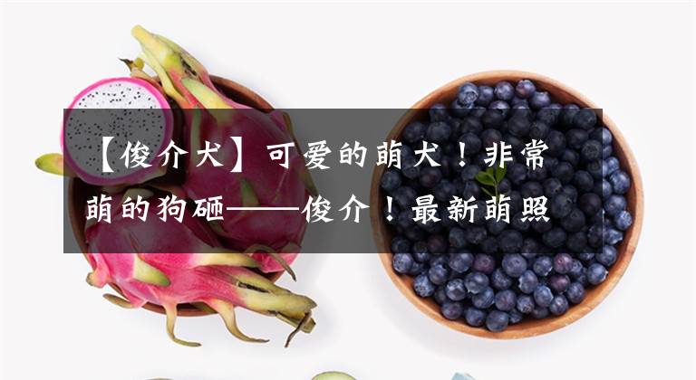 【俊介犬】可爱的萌犬！非常萌的狗砸——俊介！最新萌照来袭！喜欢请关注！