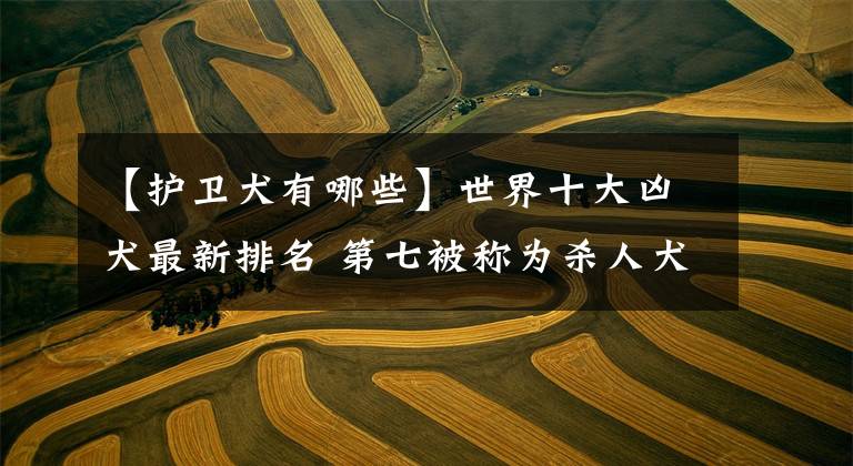 【护卫犬有哪些】世界十大凶犬最新排名 第七被称为杀人犬，建议最好别养