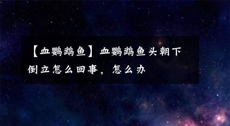 【血鹦鹉鱼】血鹦鹉鱼头朝下倒立怎么回事，怎么办