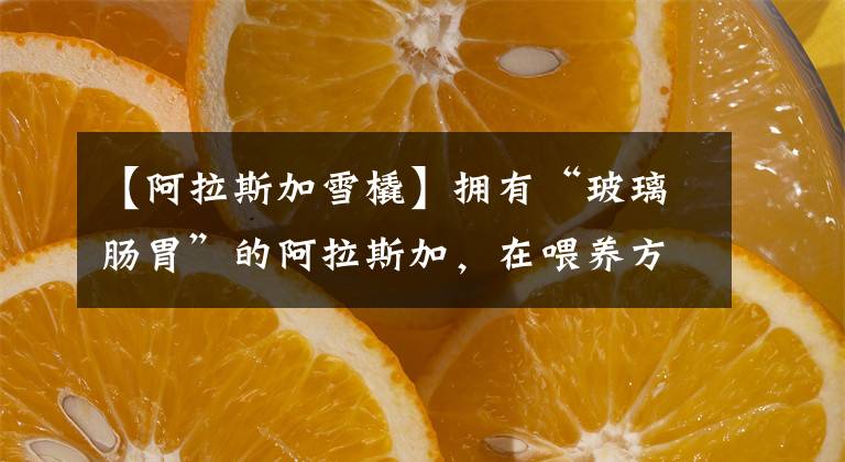 【阿拉斯加雪橇】拥有“玻璃肠胃”的阿拉斯加,在喂养方面要注意什么