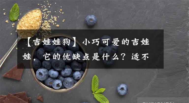 【吉娃娃狗】小巧可爱的吉娃娃，它的优缺点是什么？适不适合新手养