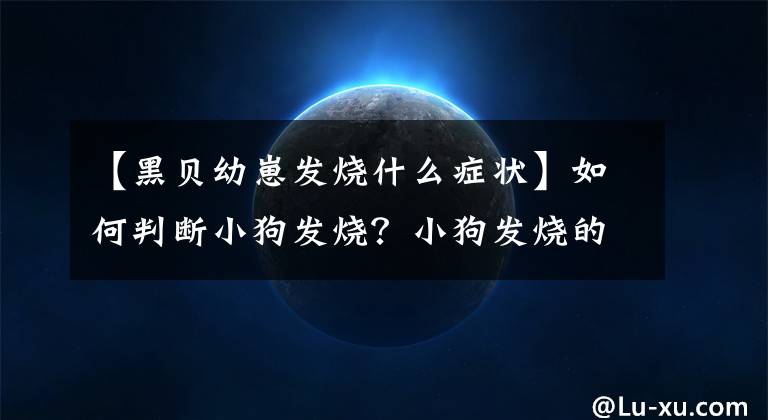 【黑贝幼崽发烧什么症状】如何判断小狗发烧？小狗发烧的症状是什么？