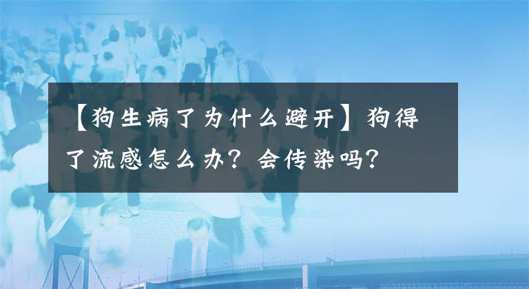 【狗生病了为什么避开】狗得了流感怎么办？会传染吗？