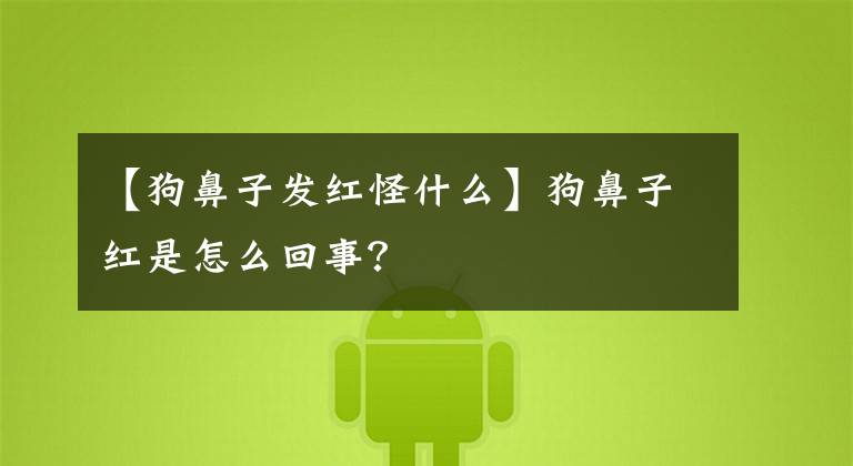 【狗鼻子发红怪什么】狗鼻子红是怎么回事?