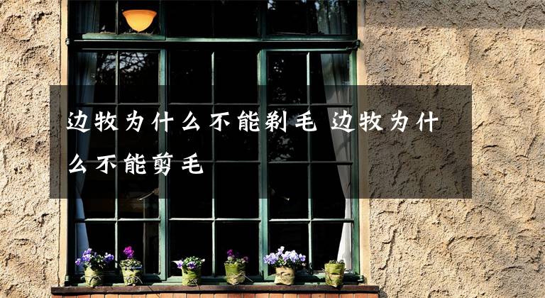 边牧为什么不能剃毛 边牧为什么不能剪毛