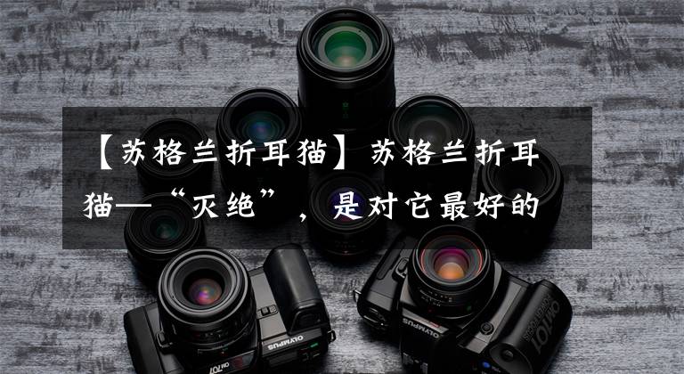 【苏格兰折耳猫】苏格兰折耳猫—“灭绝”，是对它最好的爱！