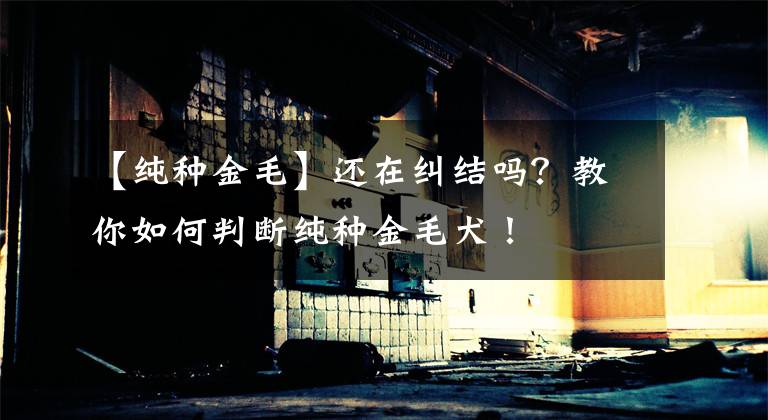 【纯种金毛】还在纠结吗？教你如何判断纯种金毛犬！