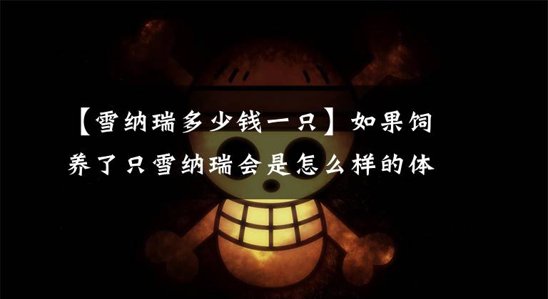 【雪纳瑞多少钱一只】如果饲养了只雪纳瑞会是怎么样的体验?看完算是涨见识了