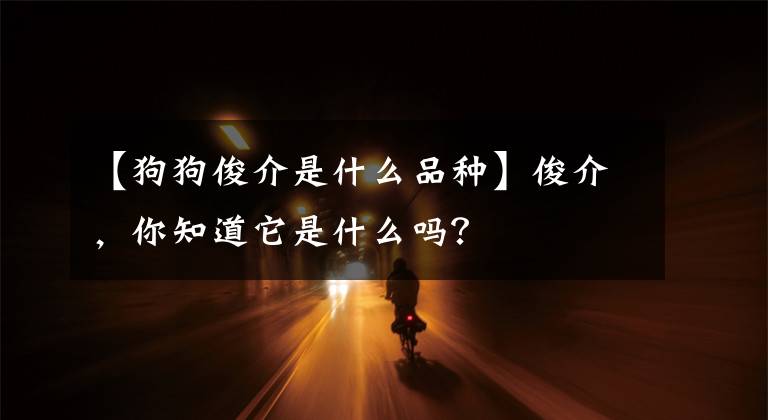 【狗狗俊介是什么品种】俊介，你知道它是什么吗？