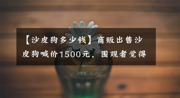 【沙皮狗多少钱】商贩出售沙皮狗喊价1500元，围观者觉得就是癞皮狗不值钱！