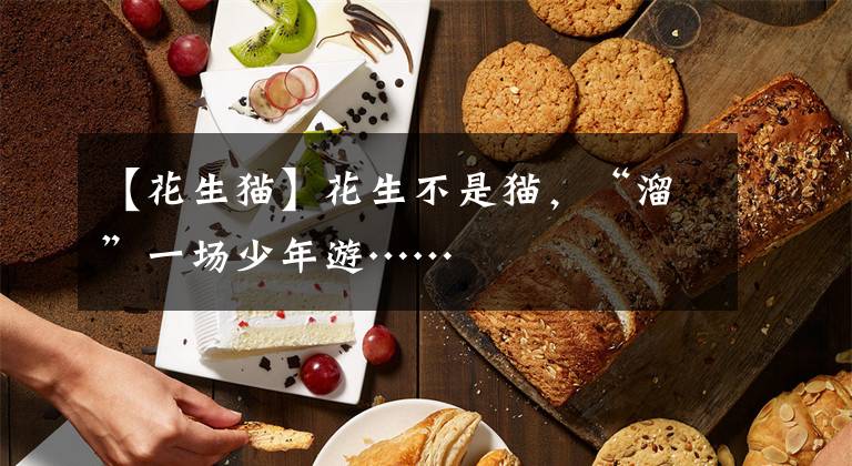 【花生猫】花生不是猫，“溜”一场少年游……