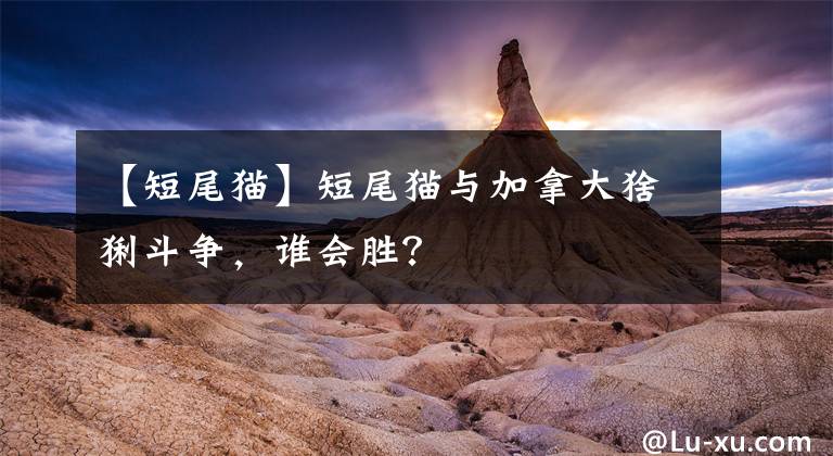 【短尾猫】短尾猫与加拿大猞猁斗争，谁会胜？