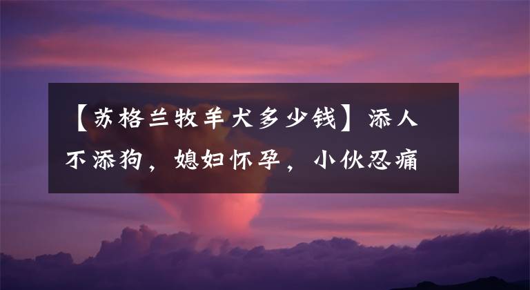 【苏格兰牧羊犬多少钱】添人不添狗，媳妇怀孕，小伙忍痛把苏格兰牧羊犬120元卖给新主人