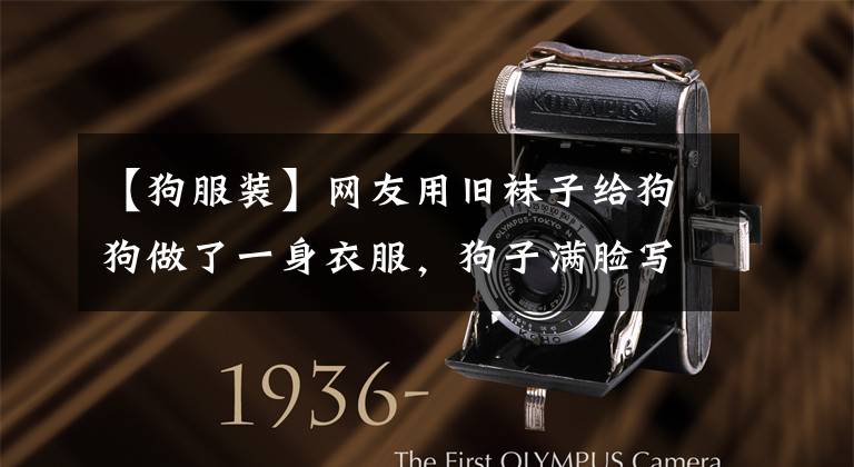 【狗服装】网友用旧袜子给狗狗做了一身衣服，狗子满脸写着高兴，太逗了