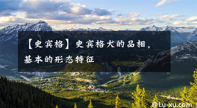 【史宾格】史宾格犬的品相，基本的形态特征