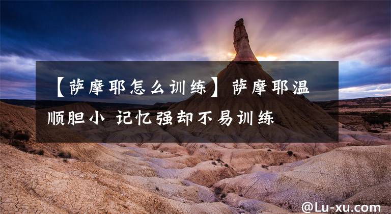 【萨摩耶怎么训练】萨摩耶温顺胆小 记忆强却不易训练