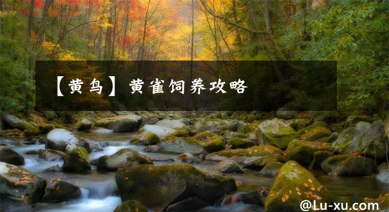 【黄鸟】黄雀饲养攻略