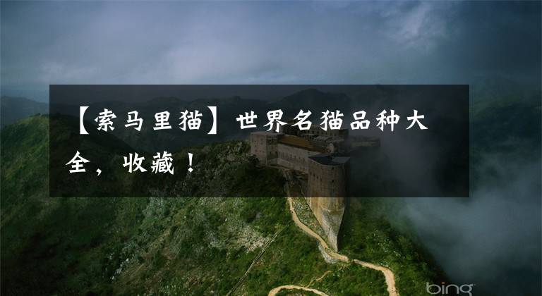 【索马里猫】世界名猫品种大全,收藏!