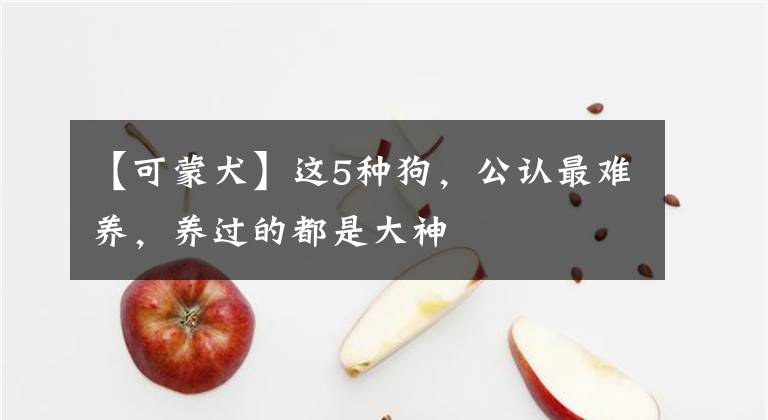 【可蒙犬】这5种狗，公认最难养，养过的都是大神