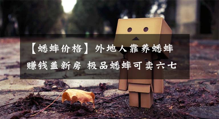 【蟋蟀价格】外地人靠养蟋蟀赚钱盖新房 极品蟋蟀可卖六七万