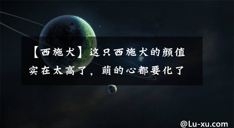 【西施犬】这只西施犬的颜值实在太高了，萌的心都要化了！