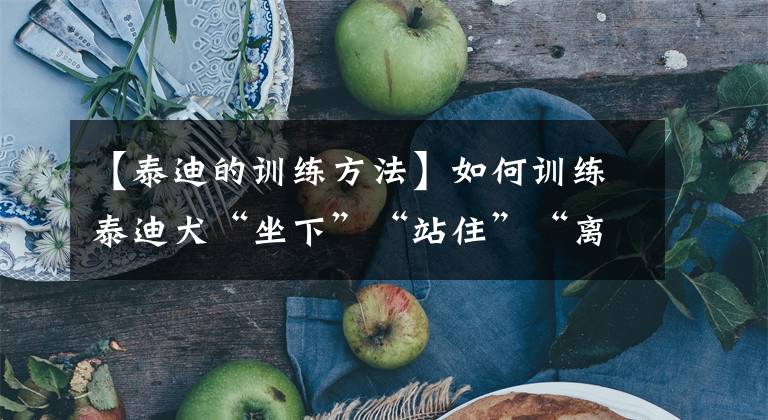 【泰迪的训练方法】如何训练泰迪犬“坐下”“站住”“离开”等命令