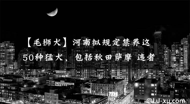 【毛狮犬】河南拟规定禁养这50种猛犬,包括秋田萨摩 违者最高罚万元