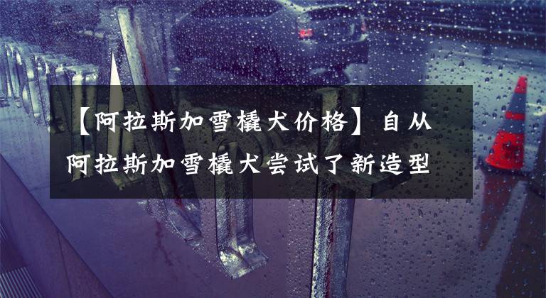 【阿拉斯加雪橇犬价格】自从阿拉斯加雪橇犬尝试了新造型，走起路来都自带王者之气