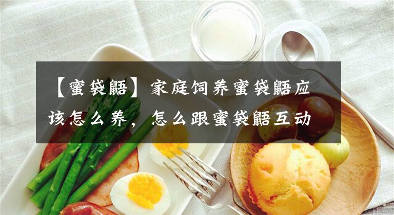 【蜜袋鼯】家庭饲养蜜袋鼯应该怎么养,怎么跟蜜袋鼯互动