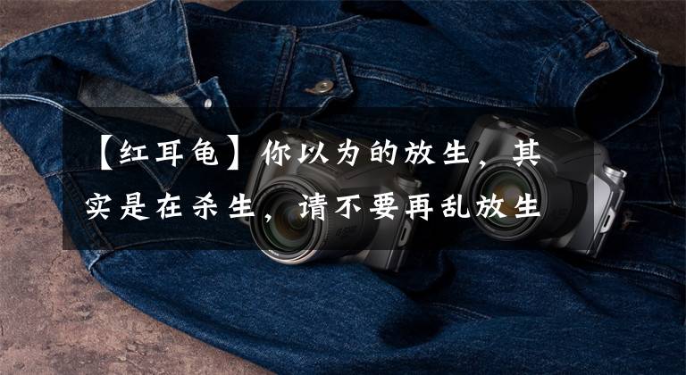 【红耳龟】你以为的放生，其实是在杀生，请不要再乱放生了