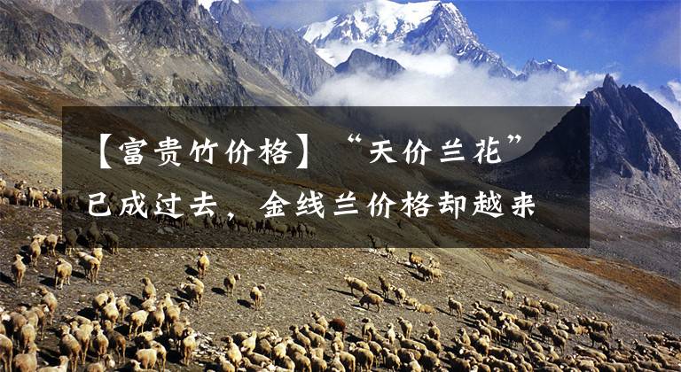 【富贵竹价格】“天价兰花”已成过去,金线兰价格却越来越高,为啥?3个原因