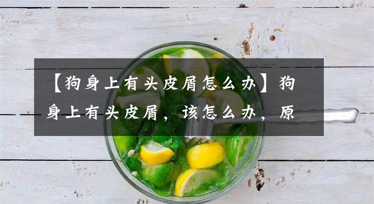 【狗身上有头皮屑怎么办】狗身上有头皮屑,该怎么办,原因你肯定没想到!