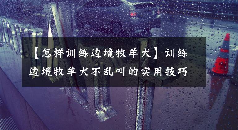 【怎样训练边境牧羊犬】训练边境牧羊犬不乱叫的实用技巧