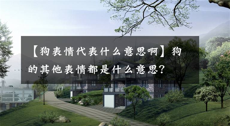 【狗表情代表什么意思啊】狗的其他表情都是什么意思?