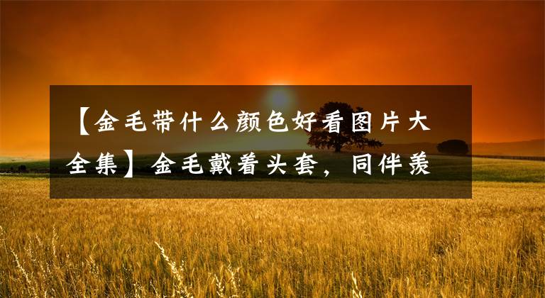 【金毛带什么颜色好看图片大全集】金毛戴着头套，同伴羡慕地成为狮子王