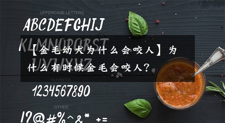 【金毛幼犬为什么会咬人】为什么有时候金毛会咬人?