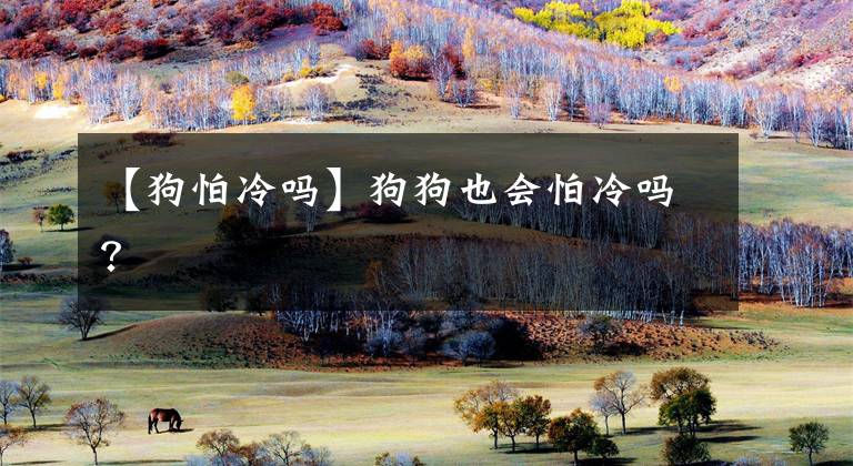 【狗怕冷吗】狗狗也会怕冷吗？