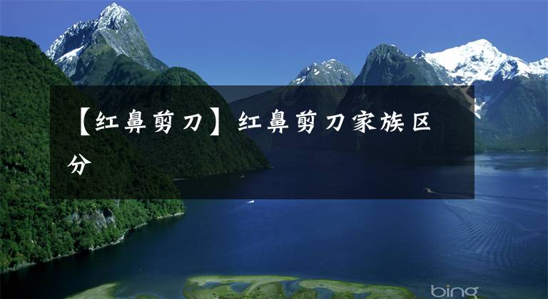 【红鼻剪刀】红鼻剪刀家族区分