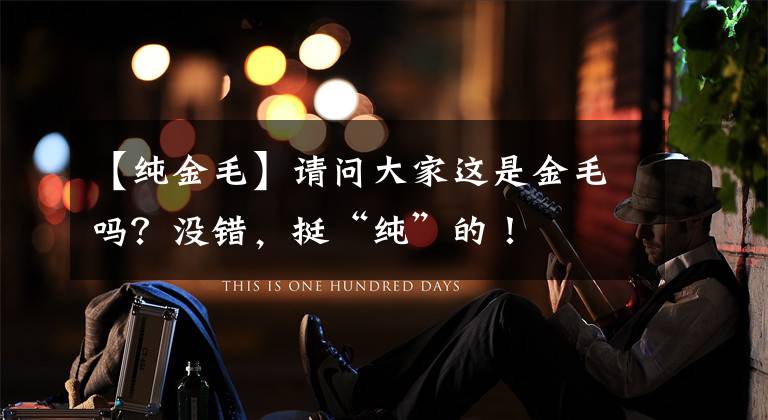 【纯金毛】请问大家这是金毛吗？没错，挺“纯”的！