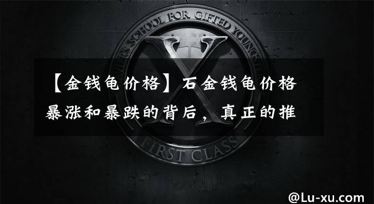 【金钱龟价格】石金钱龟价格暴涨和暴跌的背后,真正的推手是谁?帮凶是谁?