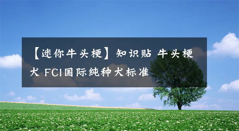 【迷你牛头梗】知识贴 牛头梗犬 FCI国际纯种犬标准