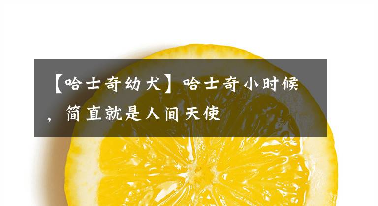 【哈士奇幼犬】哈士奇小时候,简直就是人间天使