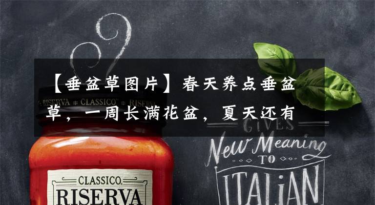 【垂盆草图片】春天养点垂盆草，一周长满花盆，夏天还有这重要作用！