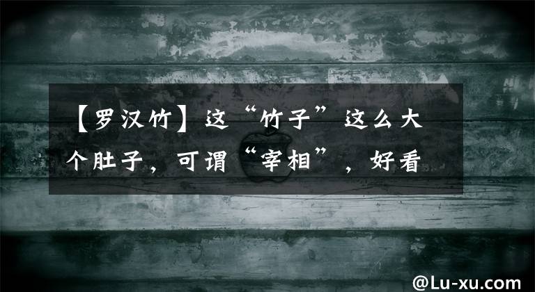 【罗汉竹】这“竹子”这么大个肚子，可谓“宰相”，好看旺财，能养20年