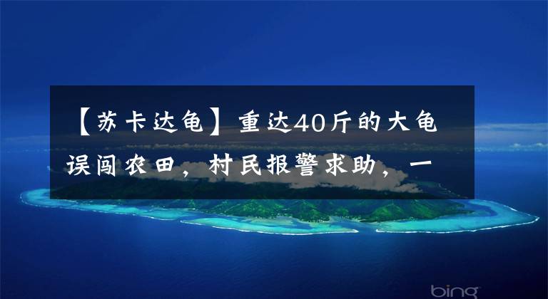 【苏卡达龟】重达40斤的大龟误闯农田,村民报警求助,一查来头还不小